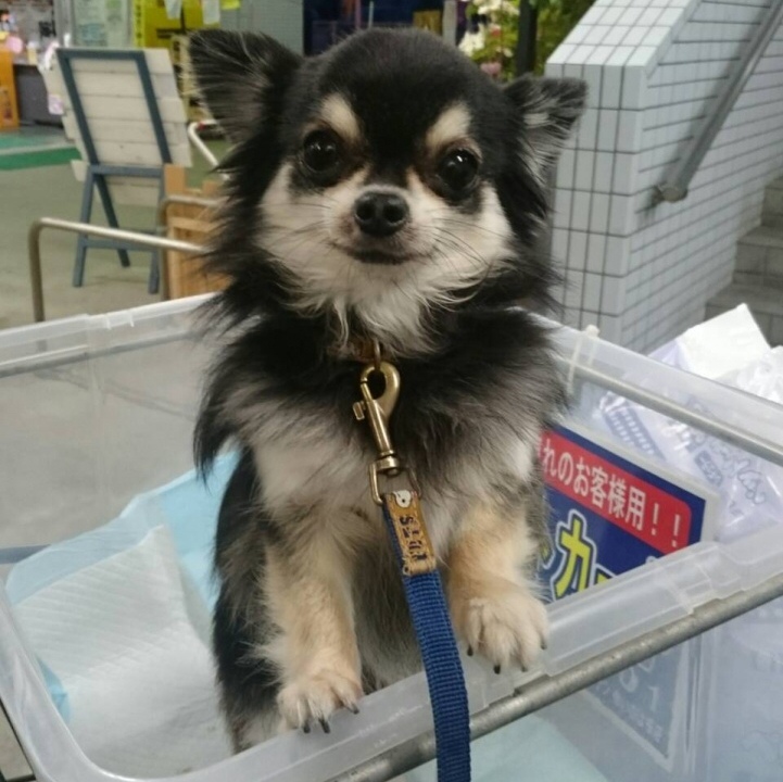 ށ[